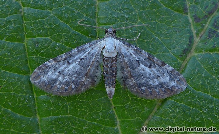 Beifuß-Blütenspanner Eupithecia succenturiata