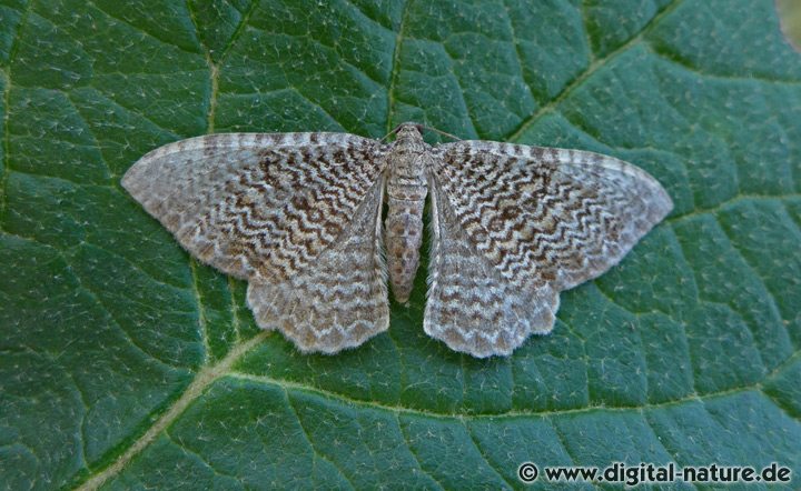 Wellenspanner Hydria undulata