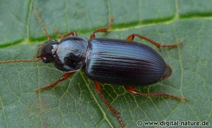 Rundhals-Haarschnellläufer Ophonus ardosiacus