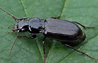 Pterostichus anthracinus