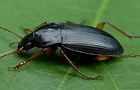 Calathus erratus