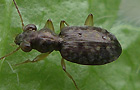 Asaphidion flavipes Gruppe