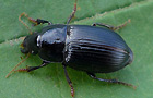 Harpalus froelichi