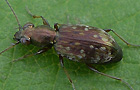 Asaphidion pallipes