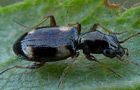 Bembidion quadrimaculatum