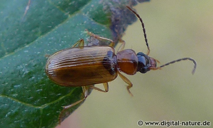 Herzhals-Buntschnelläufer Anthracus consputus