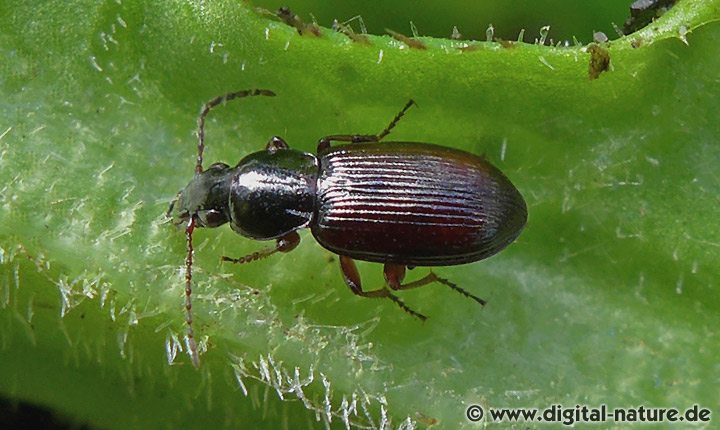 Ried-Grabläufer Pterostichus diligens