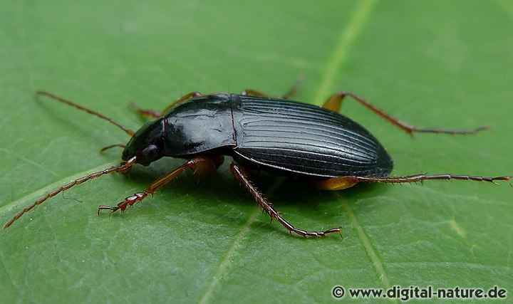 Schmalhalsiger Kahnläufer Calathus erratus