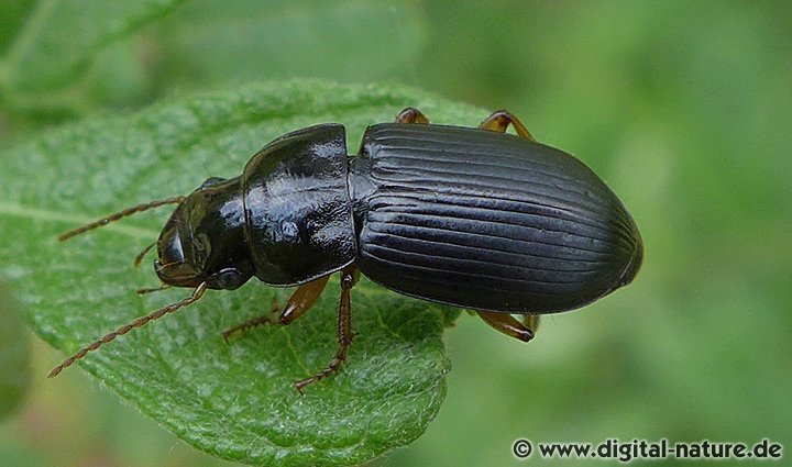 Wald-Schnellläufer Harpalus laevipes