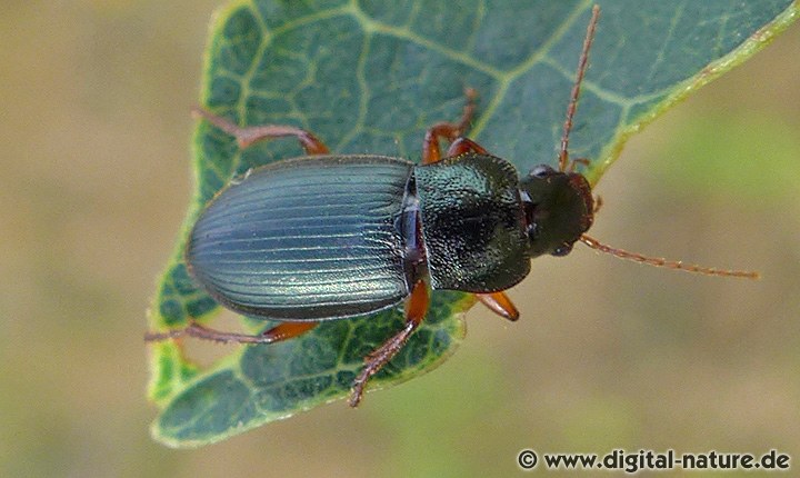 Laufkäfer Ophonus laticollis (syn. O. nitidulus)