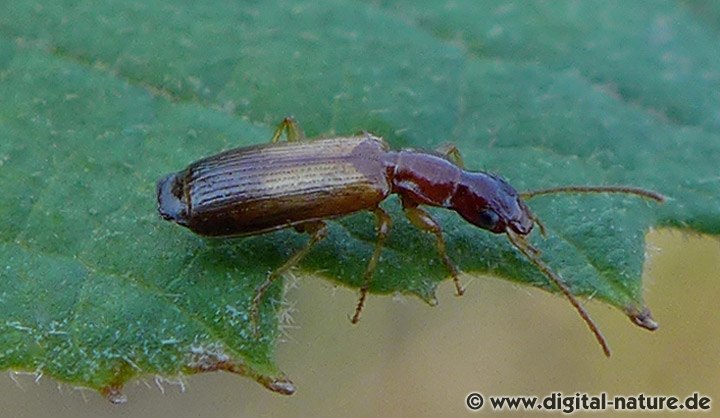 Gewöhnlicher Schmalläufer Paradromius linearis