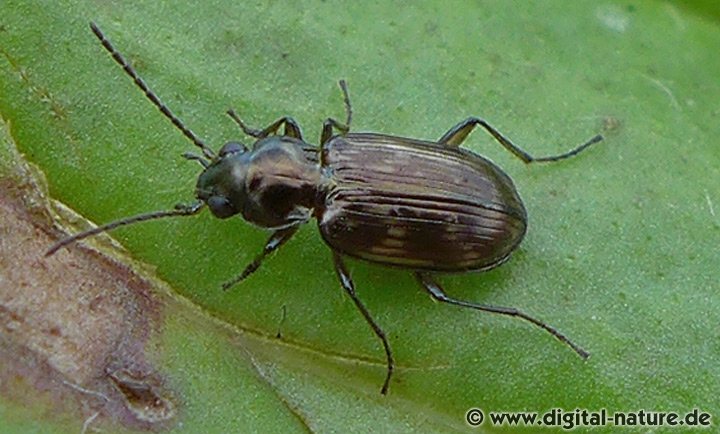 Veränderlicher Ahlenläufer Bembidion varium