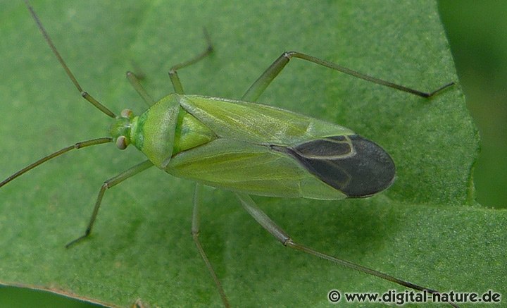 Grüne Distelwanze Calocoris affinis