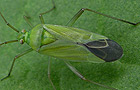 Calocoris affinis