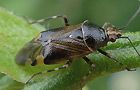 Deraeocoris flavilinea