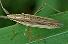 Stenodema laevigata