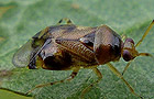 Deraeocoris lutescens