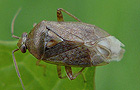 Lygus rugulipennis