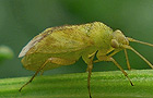 Megalocoleus tanaceti