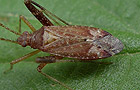 Phytocoris ulmi