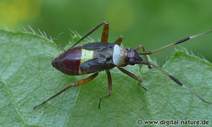 Closterotomus biclavatus Larve