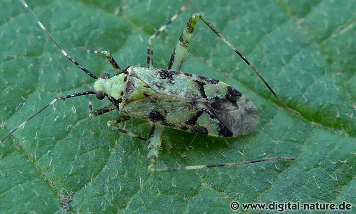 Weichwanze Phytocoris tiliae