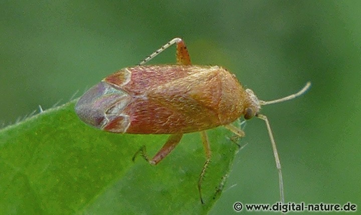 Vielfarbige Forstwanze (Psallus cf. varians)