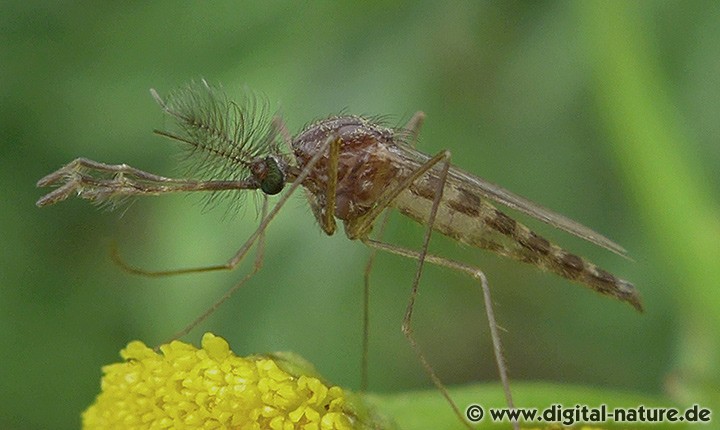 Stechmücke Ochlerotatus punctor oder rusticus