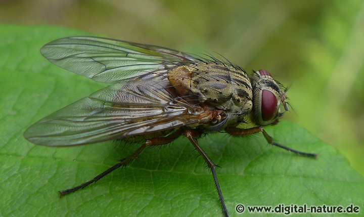 Engelwurz-Hausfliege (Phaonia angelicae)