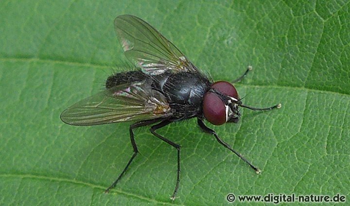 Fliege Hydrotaea cf. cyrtoneurina