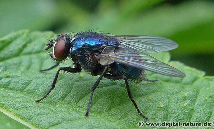 Fliege Eudasyphora cyanicolor