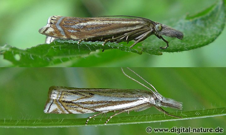 Zünsler Crambus lathoniellus