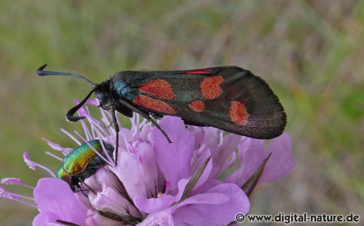 Kleines Fünffleck-Widderchen Zygaena viciae