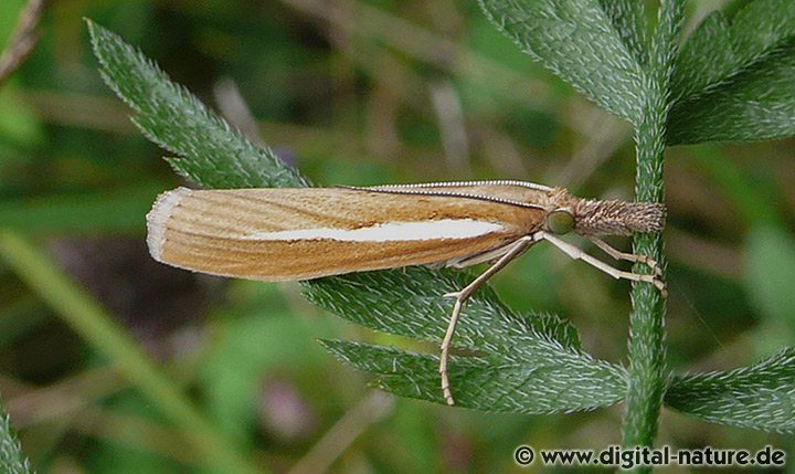 Gestreifter Graszünsler Agriphila tristella