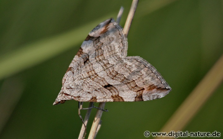 Großer Johanniskraut-Spanner Aplocera plagiata