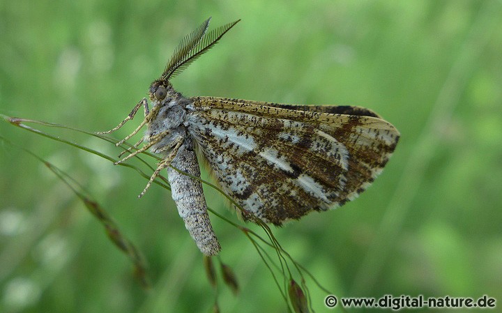 Bupalus piniaria Lebensräume