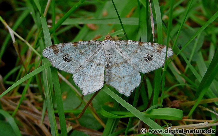 Hellgrauer Eckflügelspanner Macaria notata