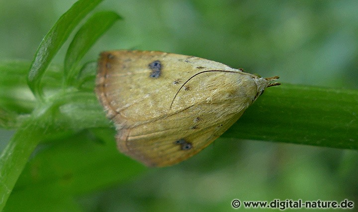 Seideneulchen Rivula sericealis