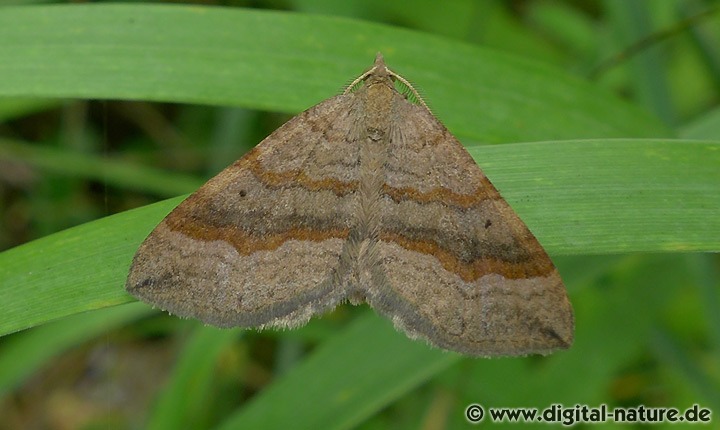 Braunbinden-Wellenstriemenspanner Scotopteryx chenopodiata