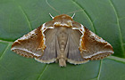 Habrosyne pyritoides