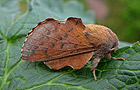 Phyllodesma tremulifolia