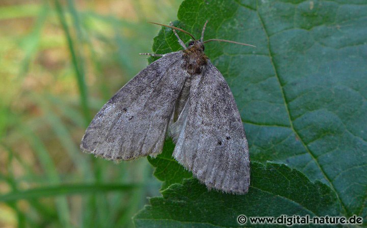 Zweipunkt-Eulenspinner Ochropacha duplaris