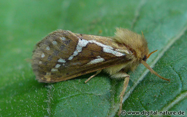 Kleiner Hopfen-Wurzelbohrer Korscheltellus lupulina