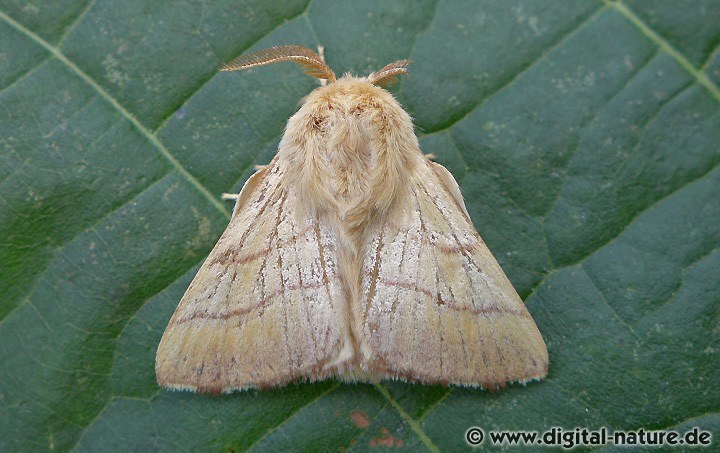 Ringelspinner Malacosoma neustria