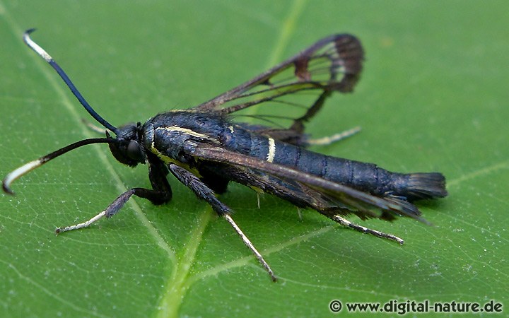 Erlen-Glasflügler Synanthedon spheciformis