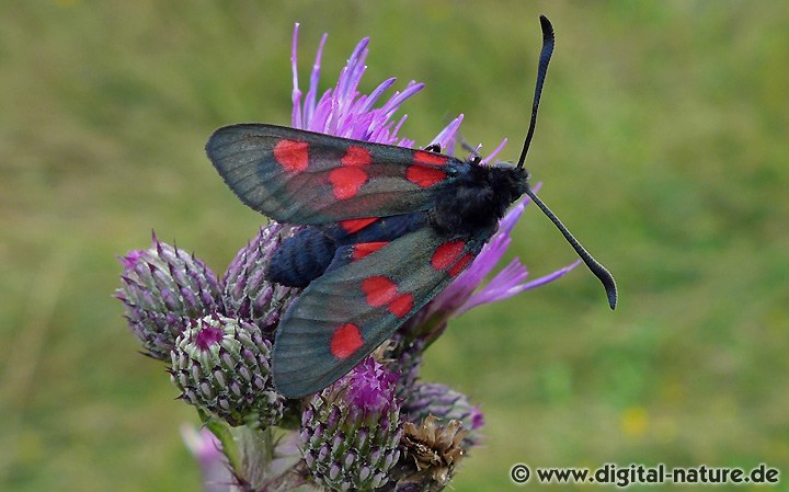 Sumpfhornklee-Widderchen Zygaena trifolii