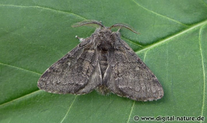 Pappelauen-Zahnspinner Gluphisia crenata