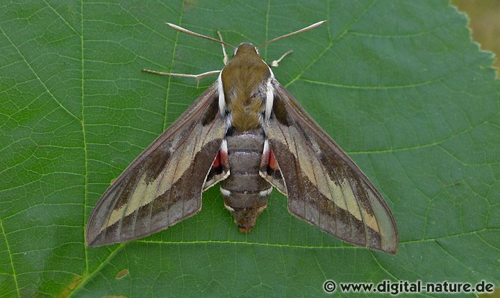 Labkraut-Schwärmer Hyles gallii