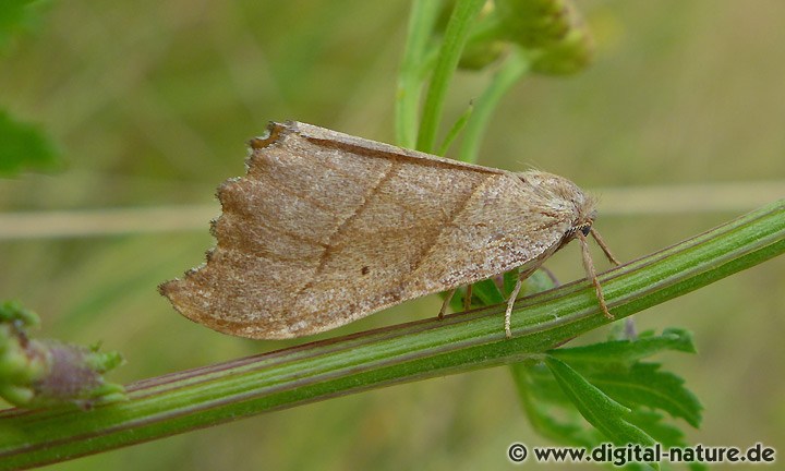 Birken-Sichelflügler Falcaria lacertinaria