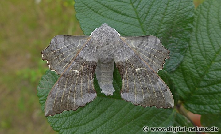 Laothoe populi Merkmale